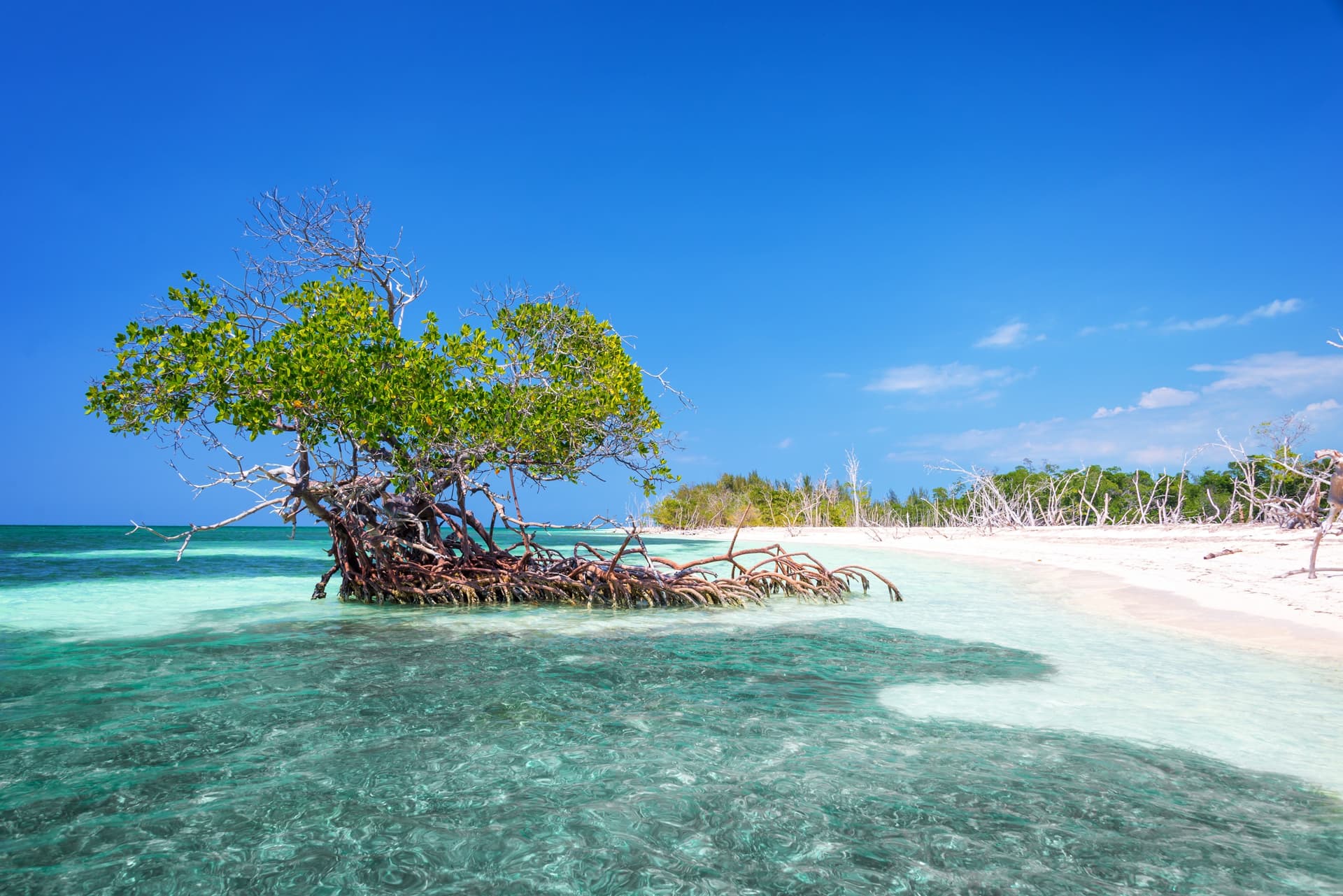 cayo levisa 6257e63f3e47d503543ab14f