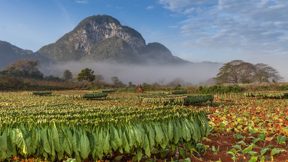 vinales8