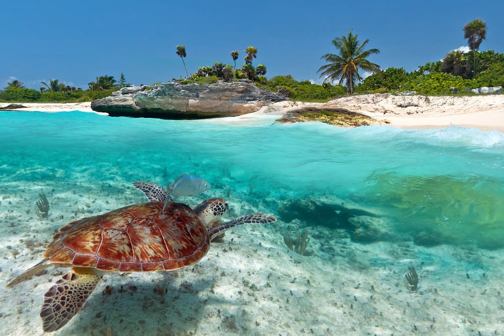 Coral Beach o Playa Coral
