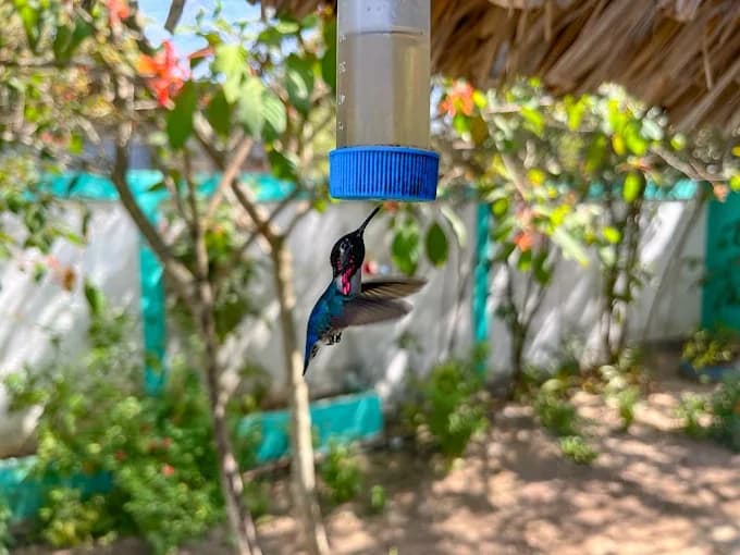 Casa del Colibrì