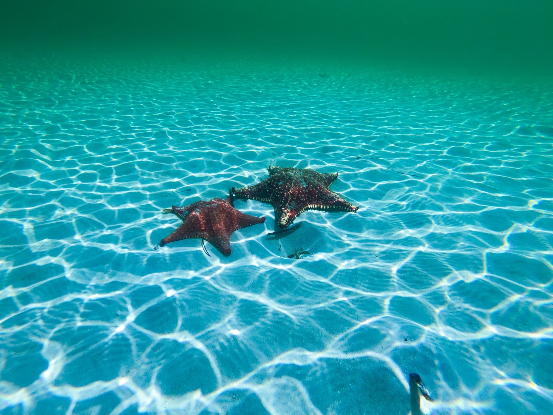 cayo jutias